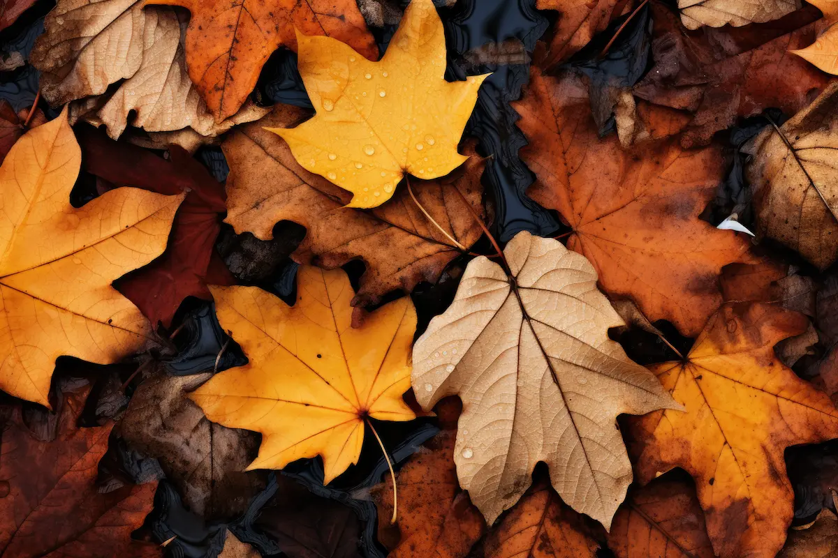 Fall Leaves